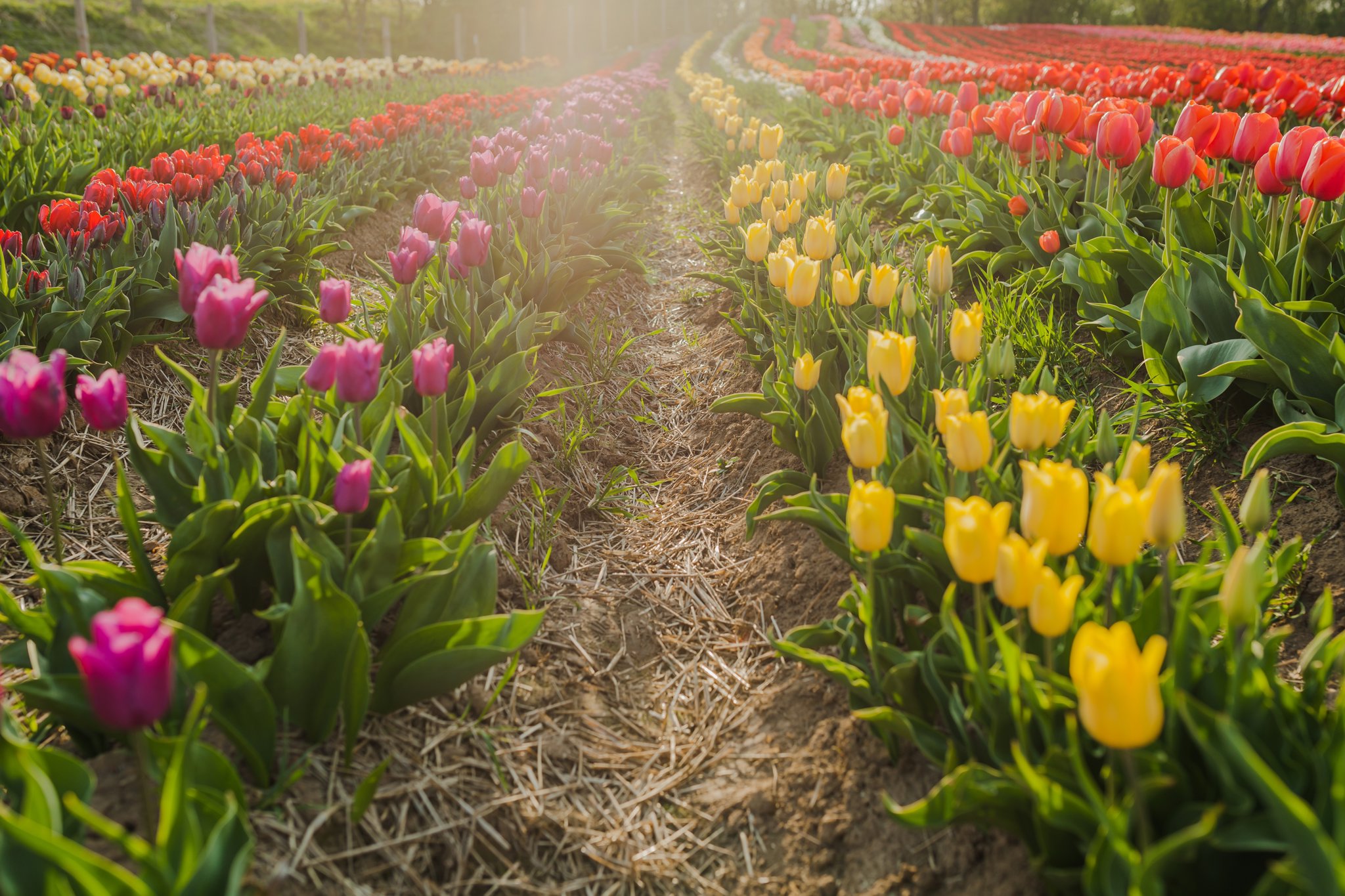 Tuinbouw / Agrarisch
