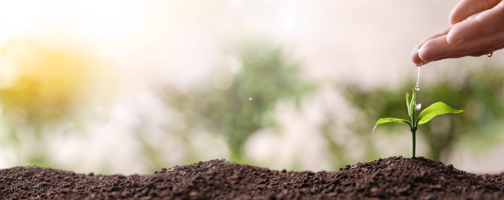 Optimaal irrigeren begint met inzicht: de Delta-T PR2/6 bodemvochtprofielsensor en HH2 handmeter